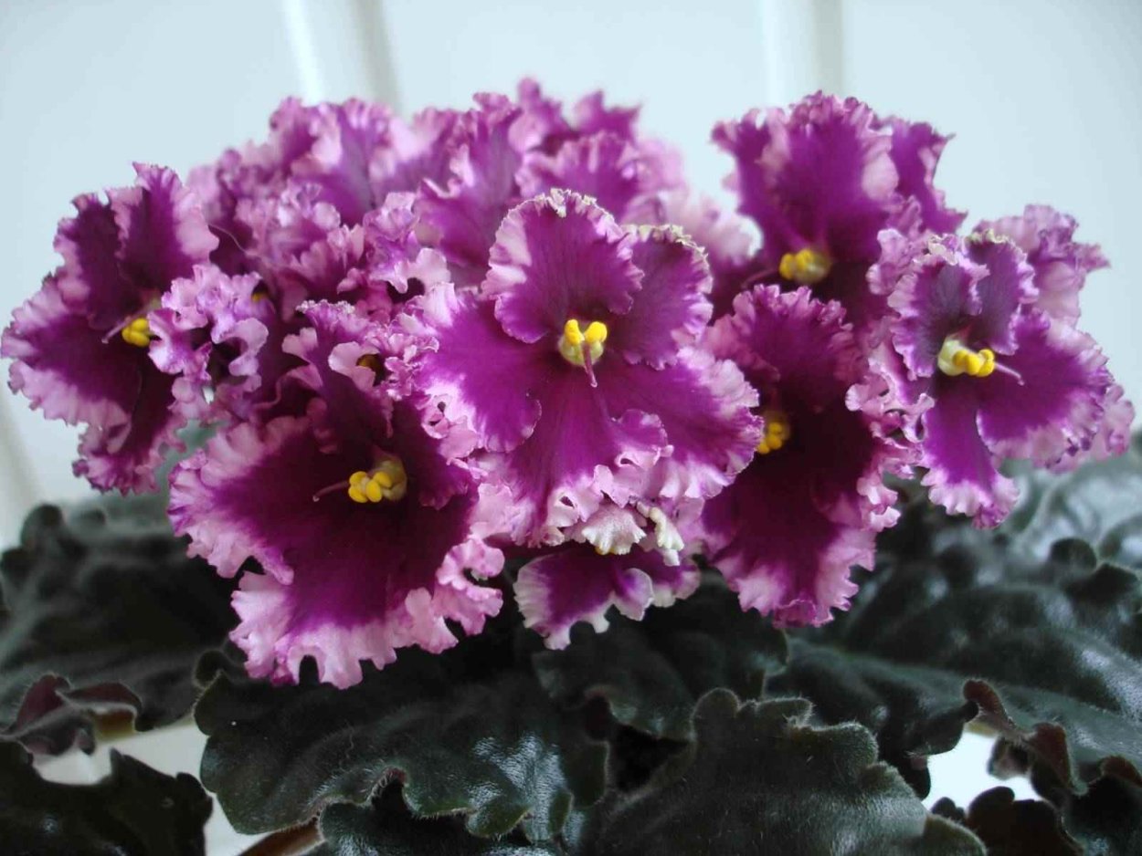 Фиалки Оптимара Эвер лав