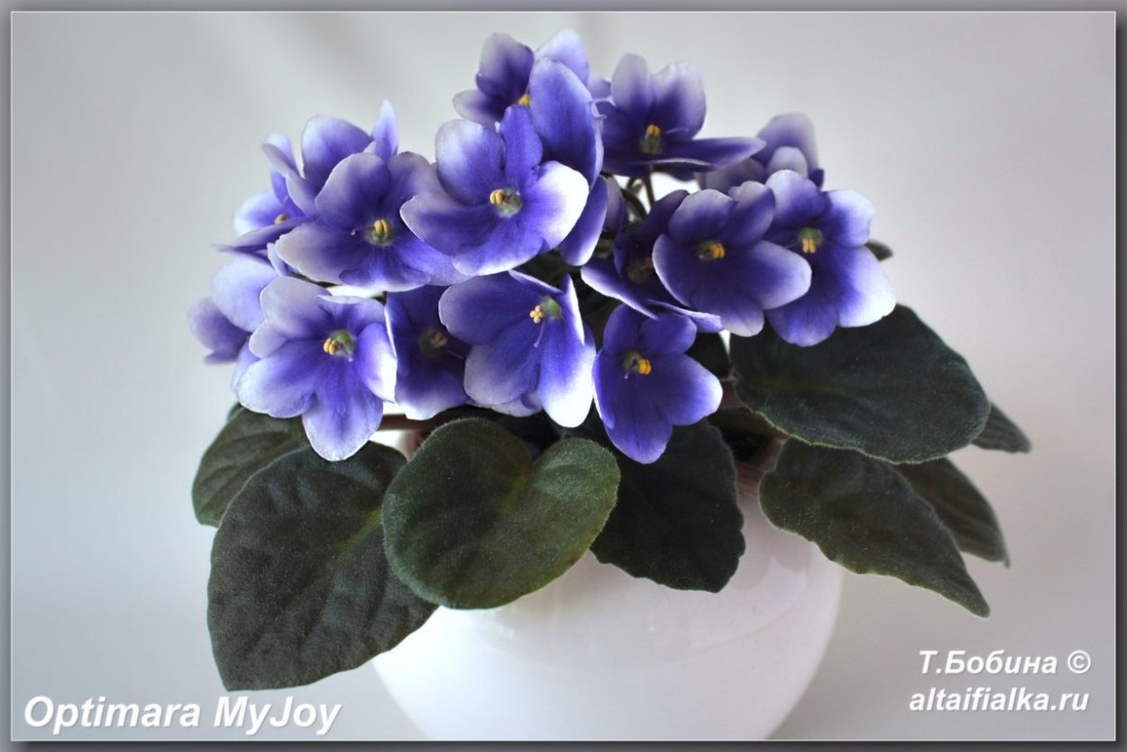 Оптимара мини фиалка