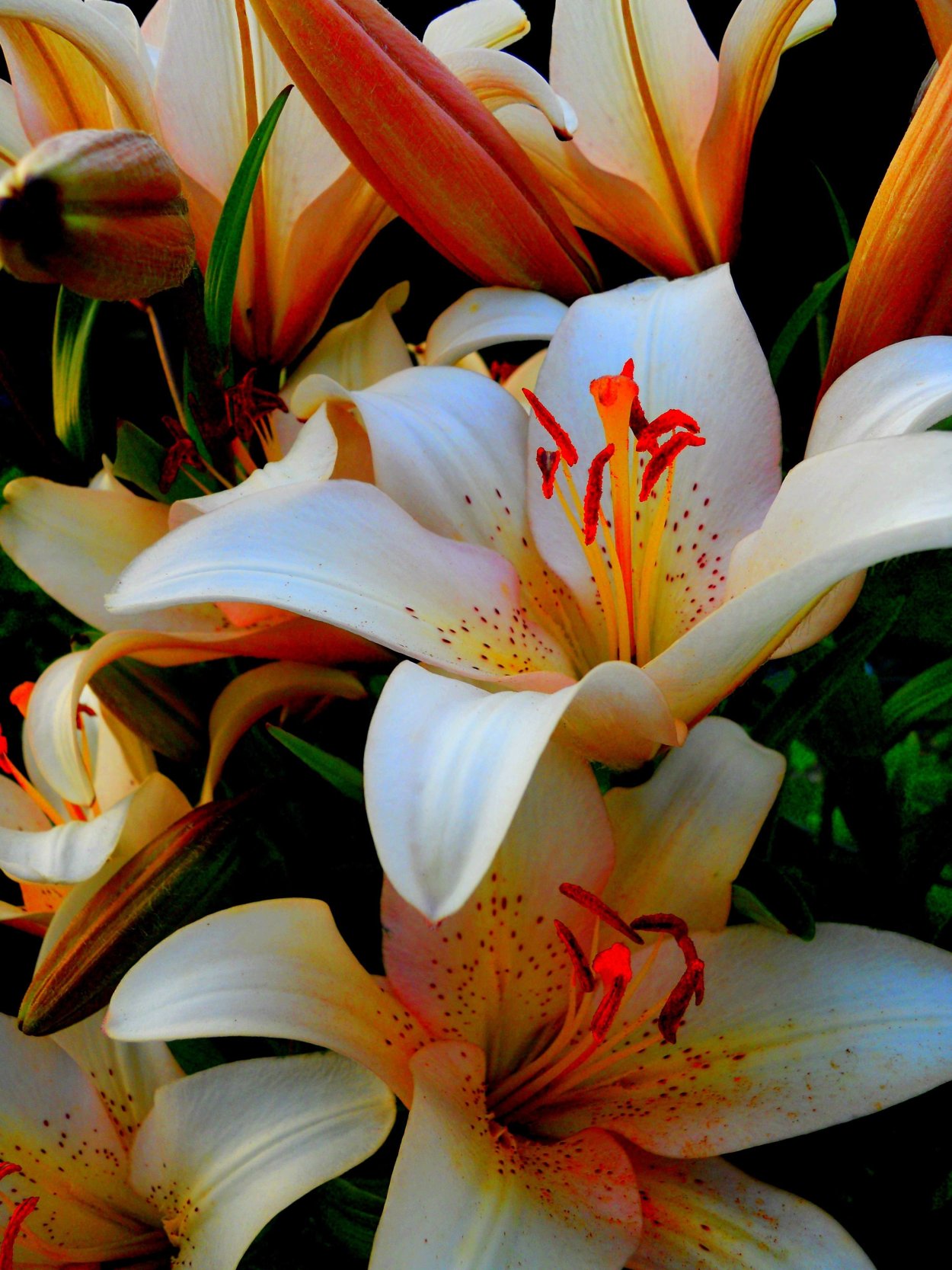 Лилия Барракуда