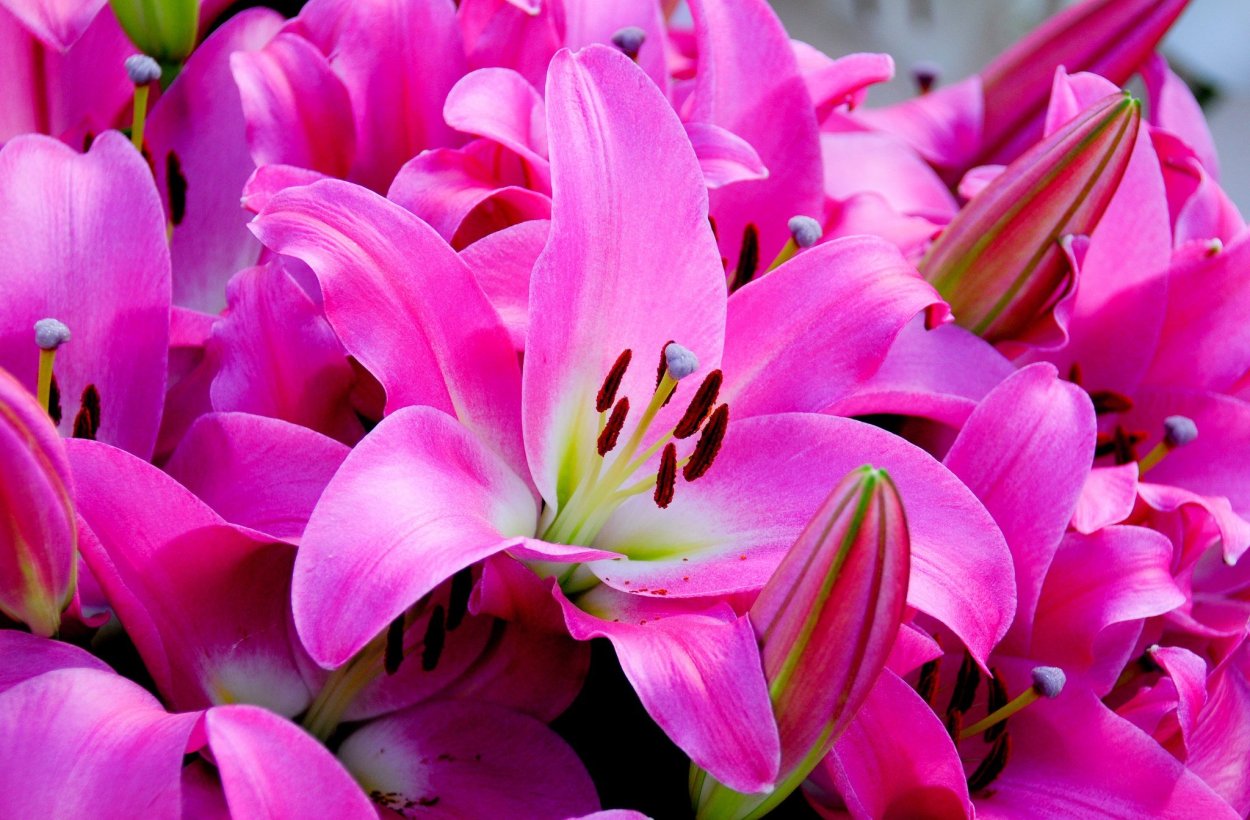 Лилия Миракл