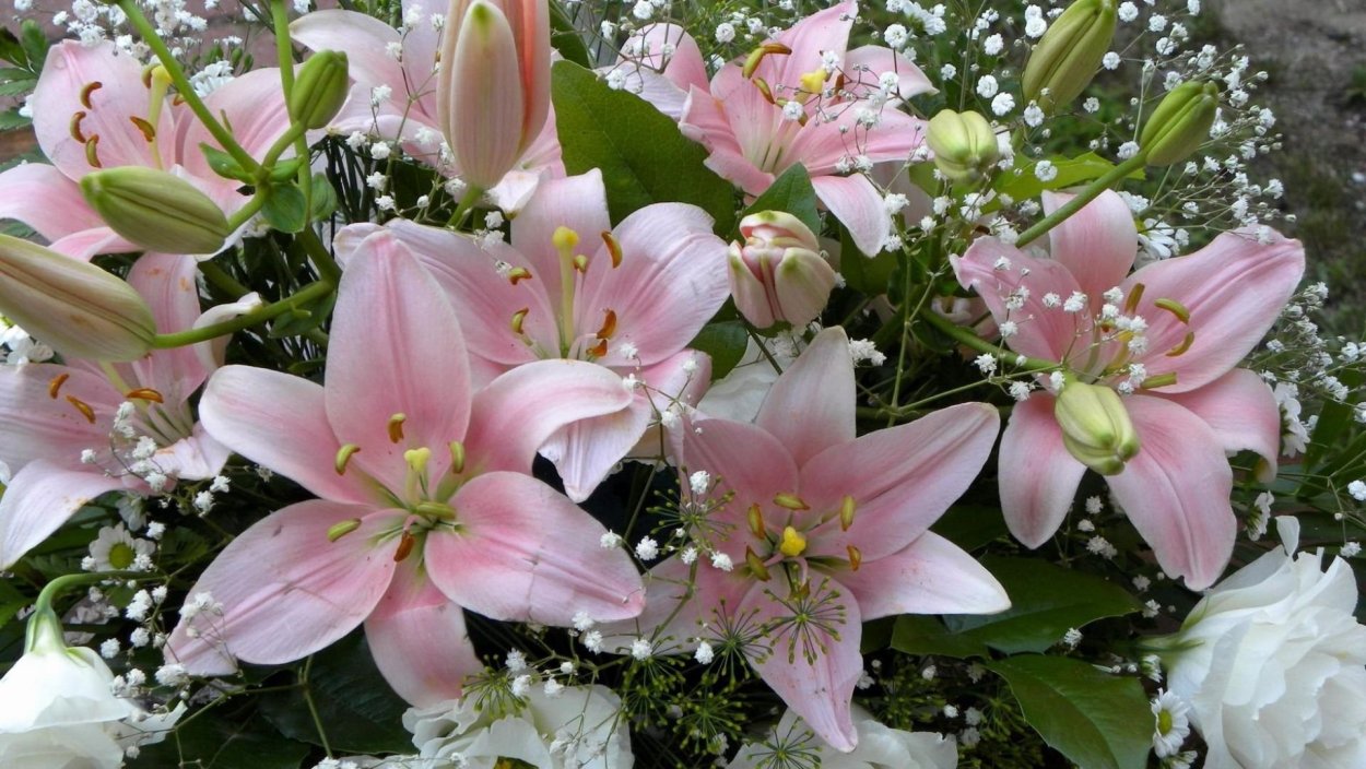 Лилия Свит Маунтин