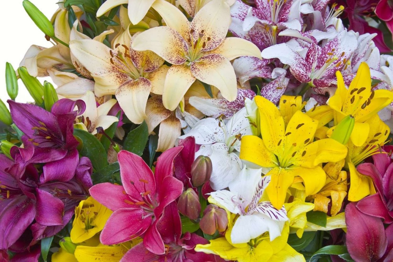 Лилия Букетная