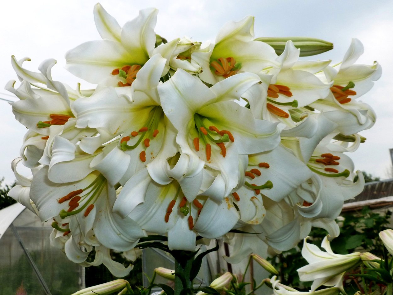 Лилия сорт Пикассо