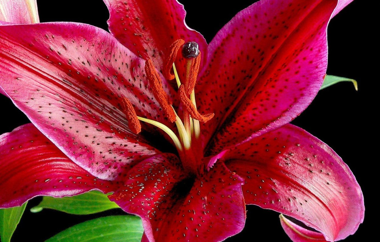 Лилия Пинк Каунти