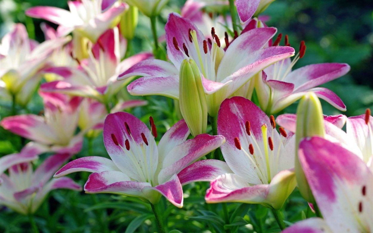 Лилия Спарго