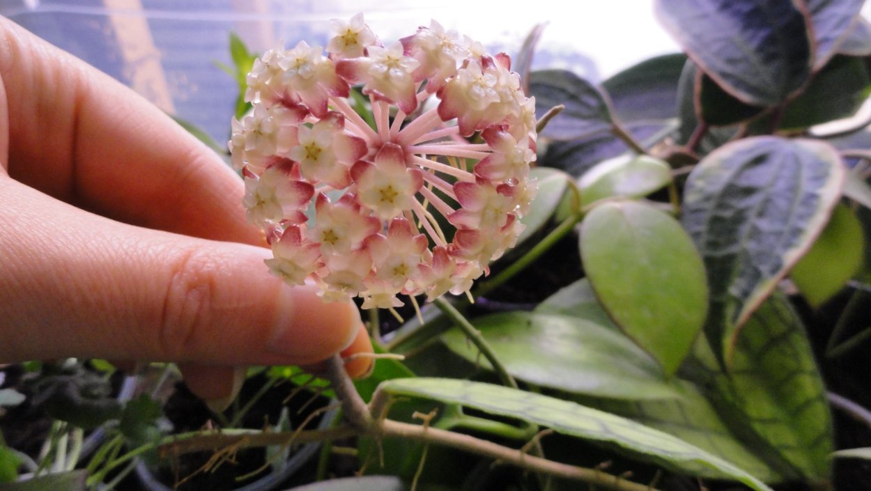 Hoya ruscifolia