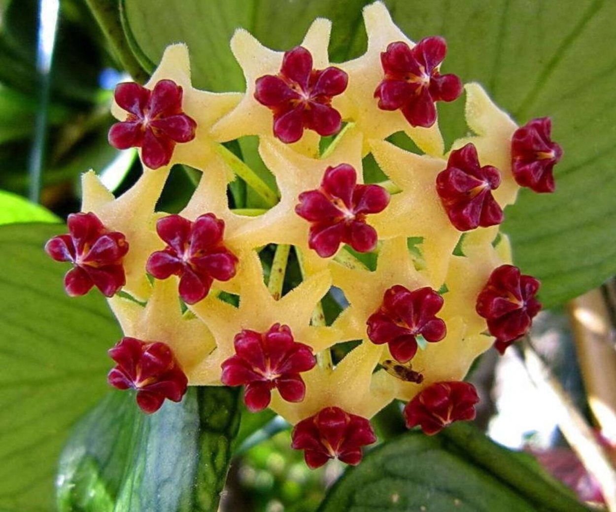 Hoya polyneura цветок
