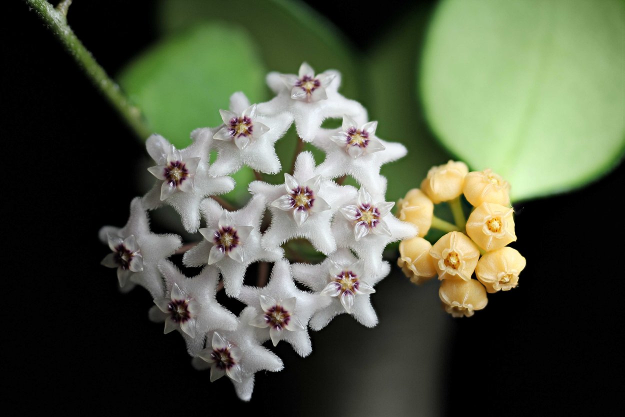 Хойя kanyakumariana