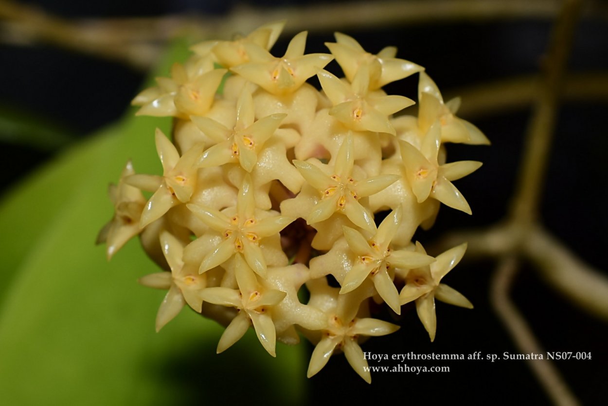 Хойя erythrostemma Sukhirin Narathiwat