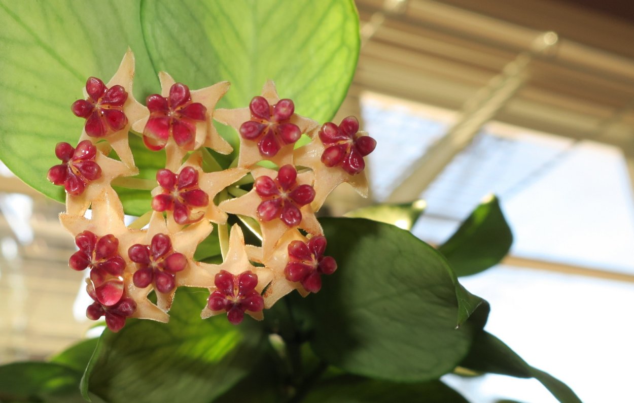 Hoya polyneura/Хойя полинейра