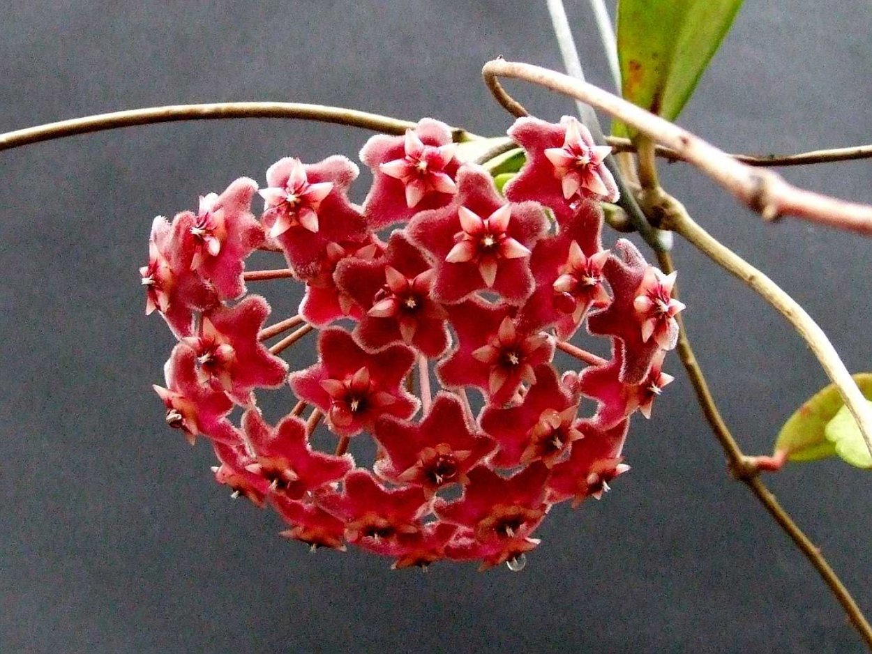 Хойя pubicalyx Speckled