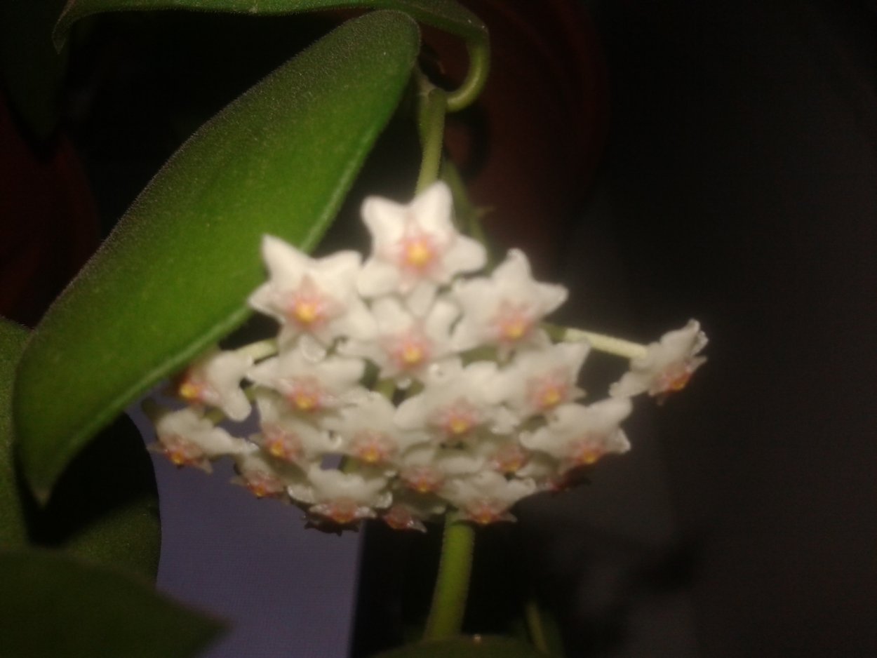 Форум Хойя RHM 001