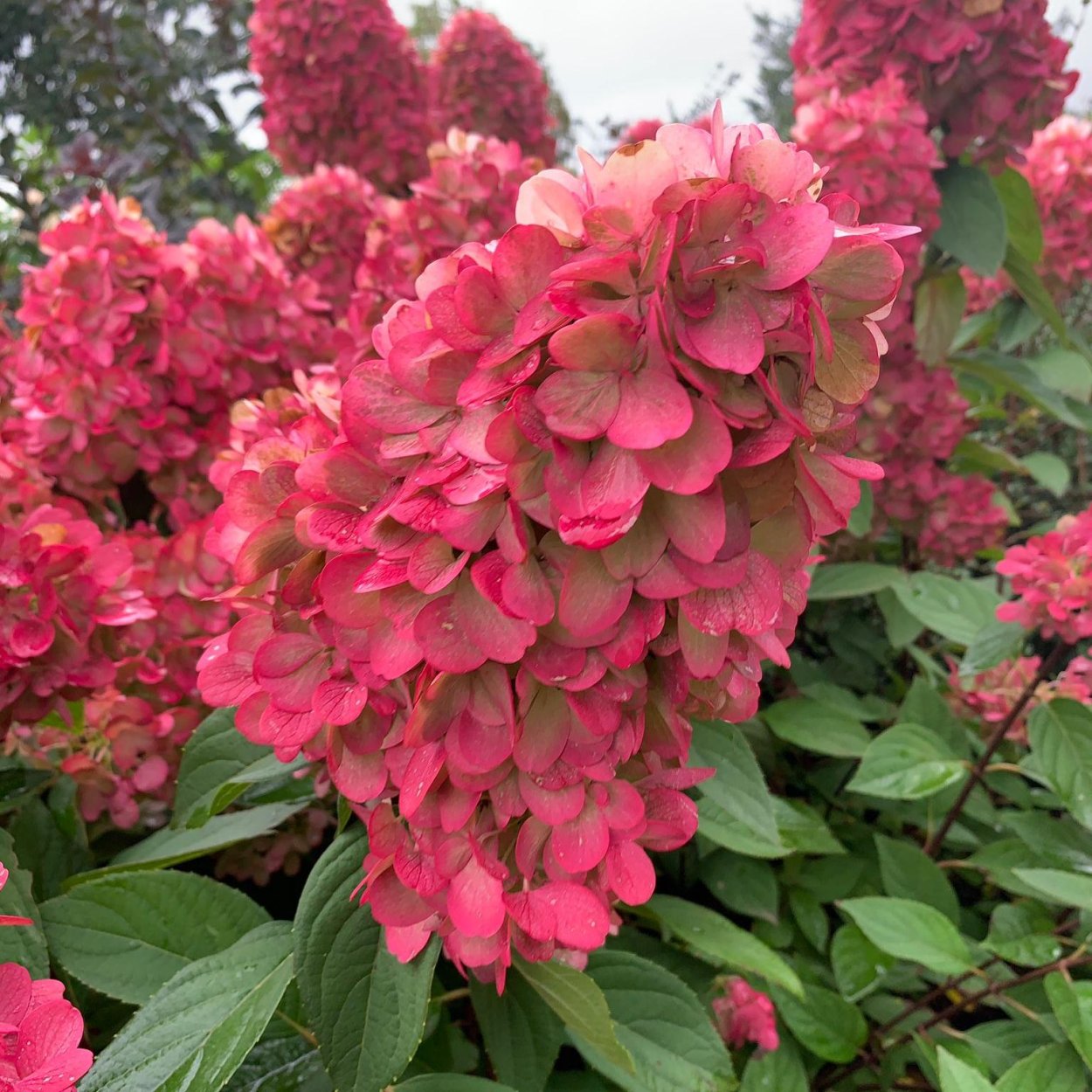 Гортензия Бонфайр