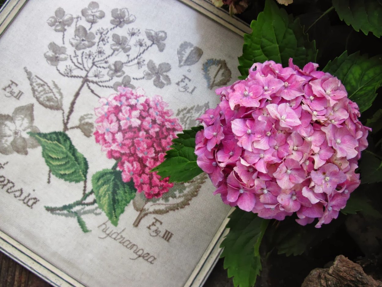 Veronique Enginger гортензия