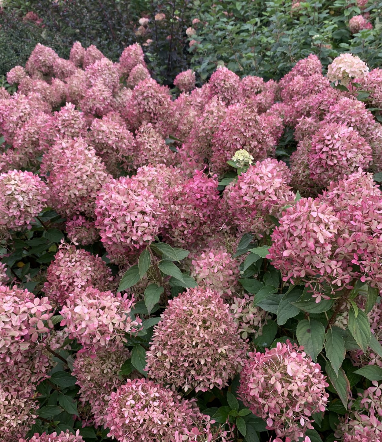 Hydrangea paniculata Pixio