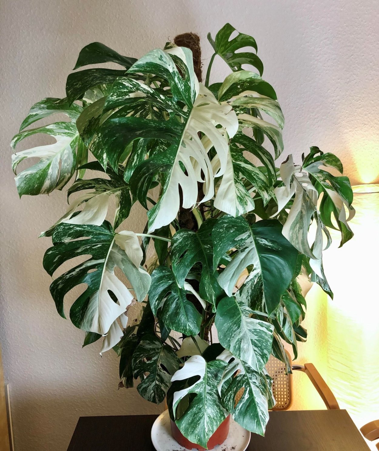 Монстера Альба Вариегата