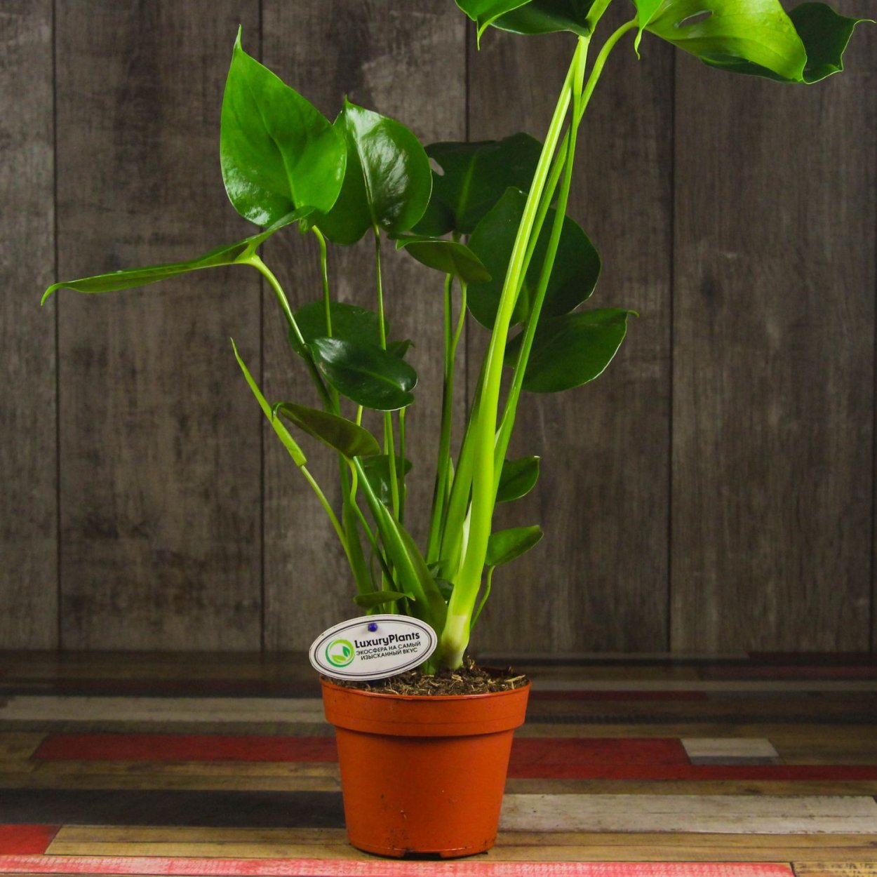 Плант цветок