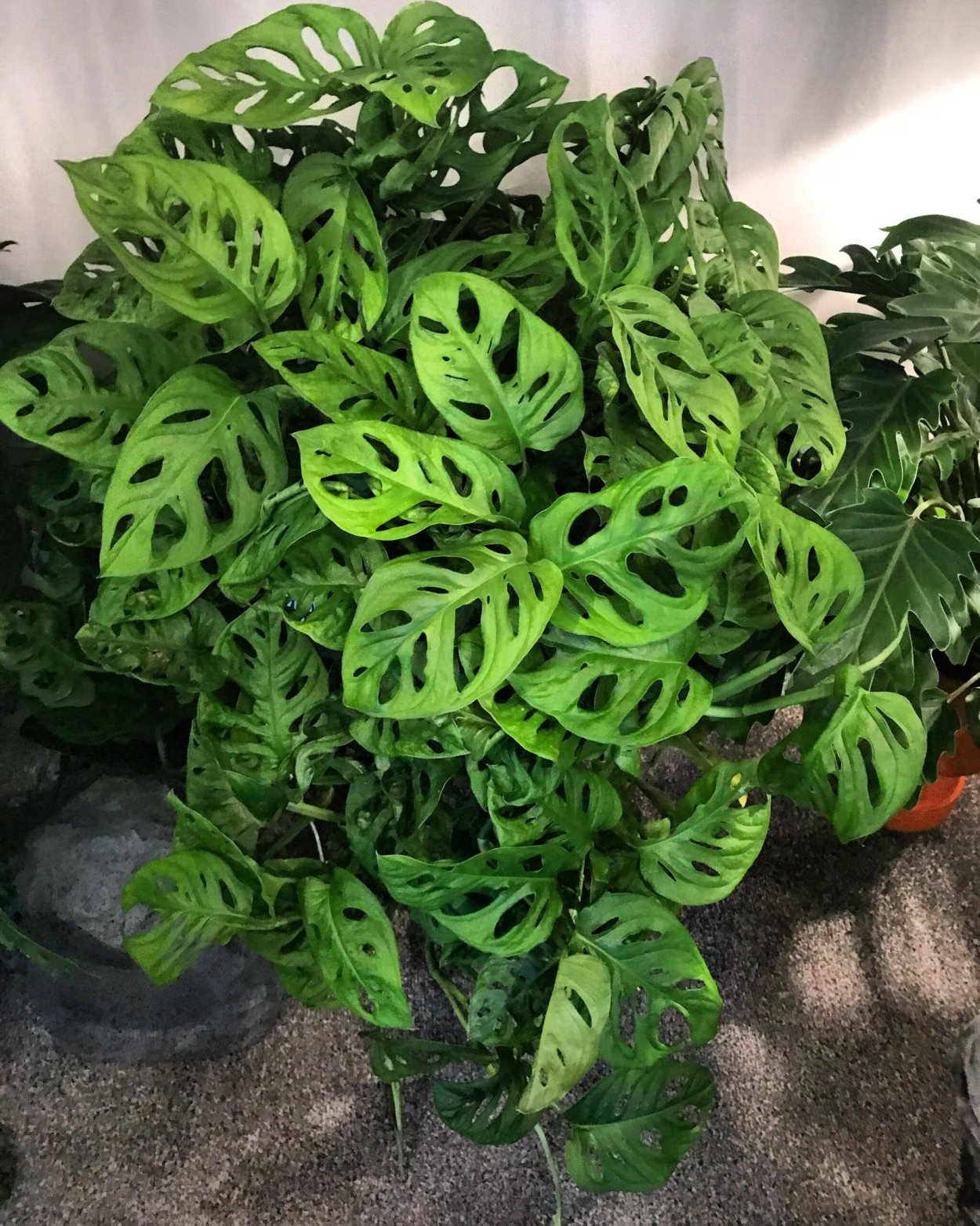 Монстера Адансона