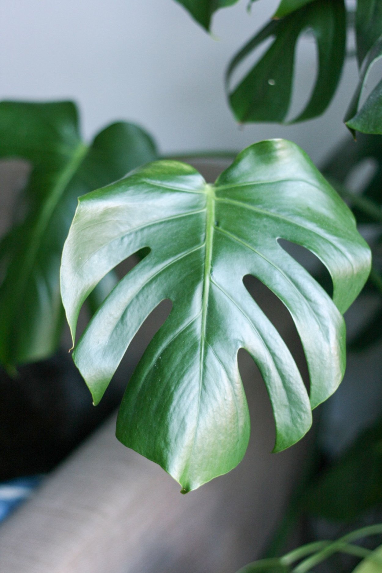 Монстера радифорда