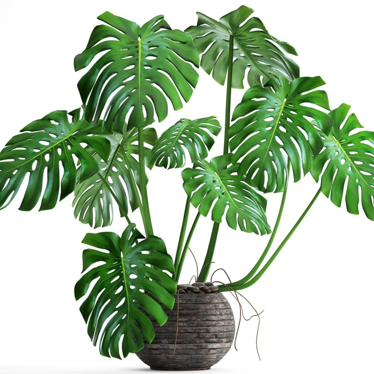 Монстера Делициоза (Monstera deliciosa)