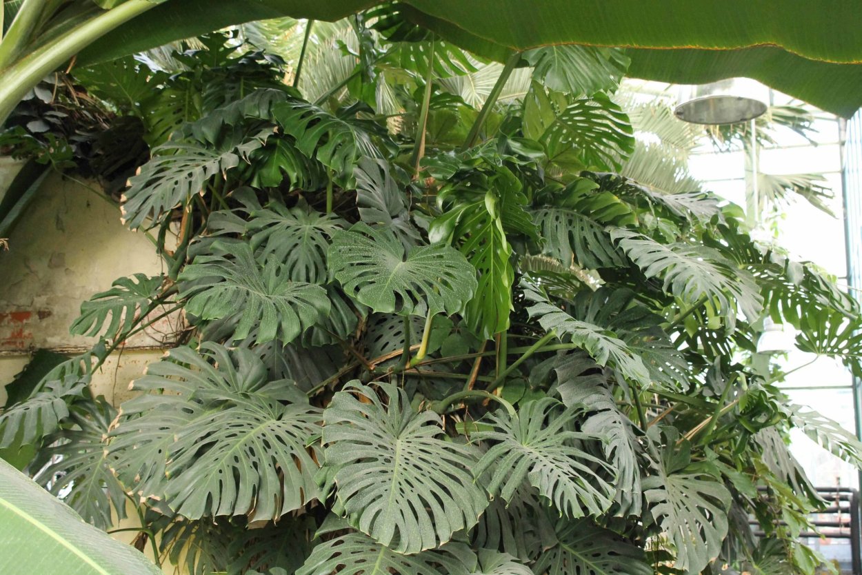 Монстера Обливия