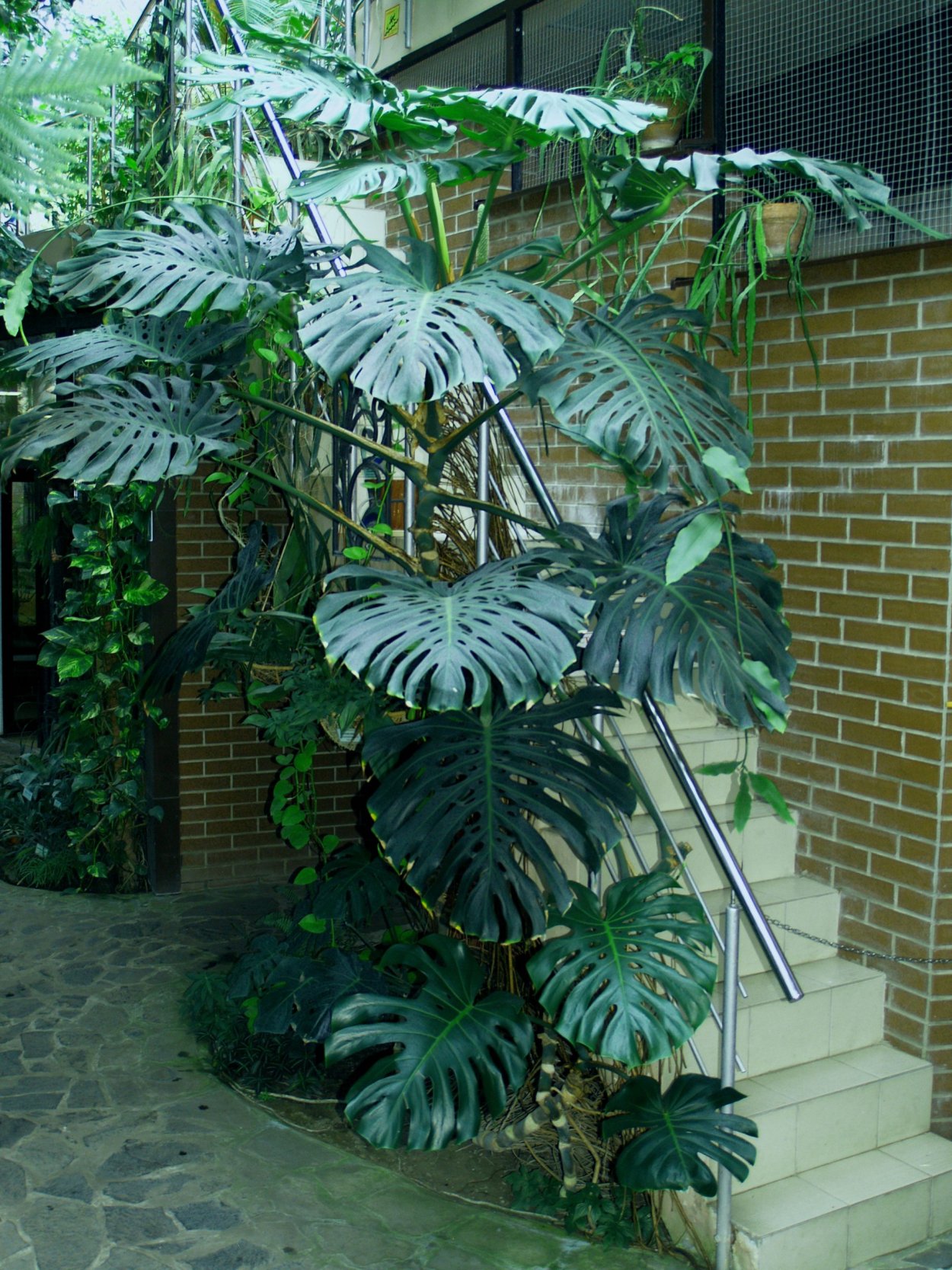 Монстера крупнолистная