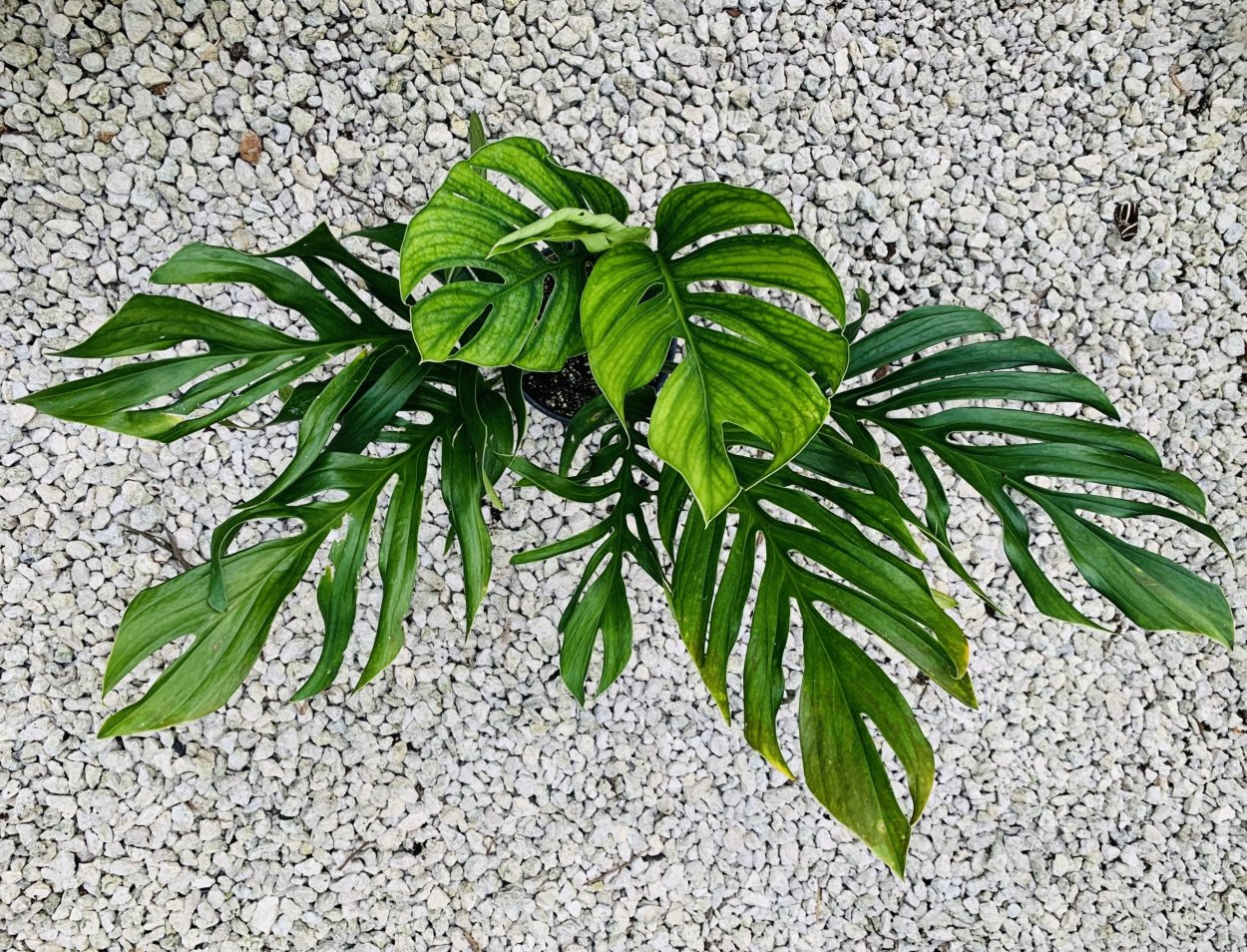 Monstera pinnatipartita/монстера пиннатипартита