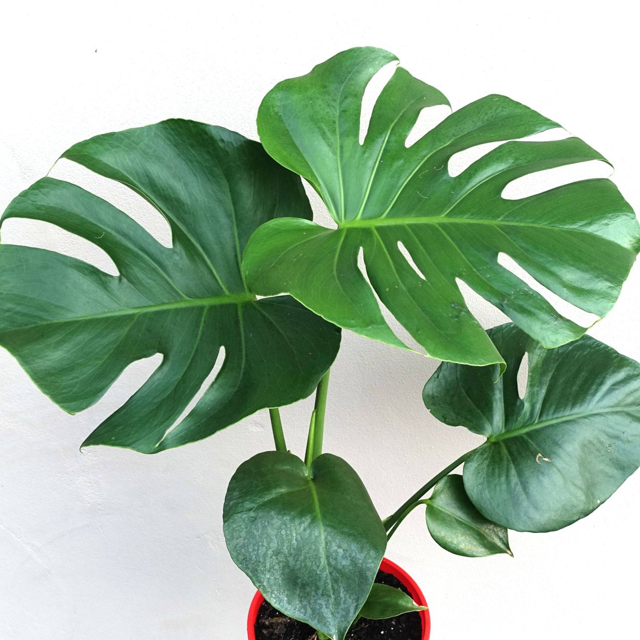 Монстера деликатесная (Monstera deliciosa)