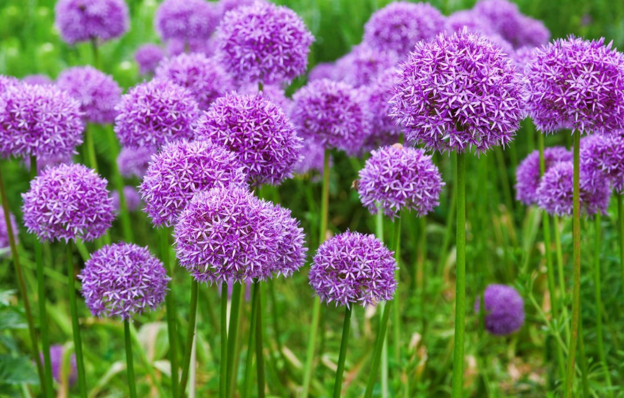 Allium schoenoprasum лук скорода