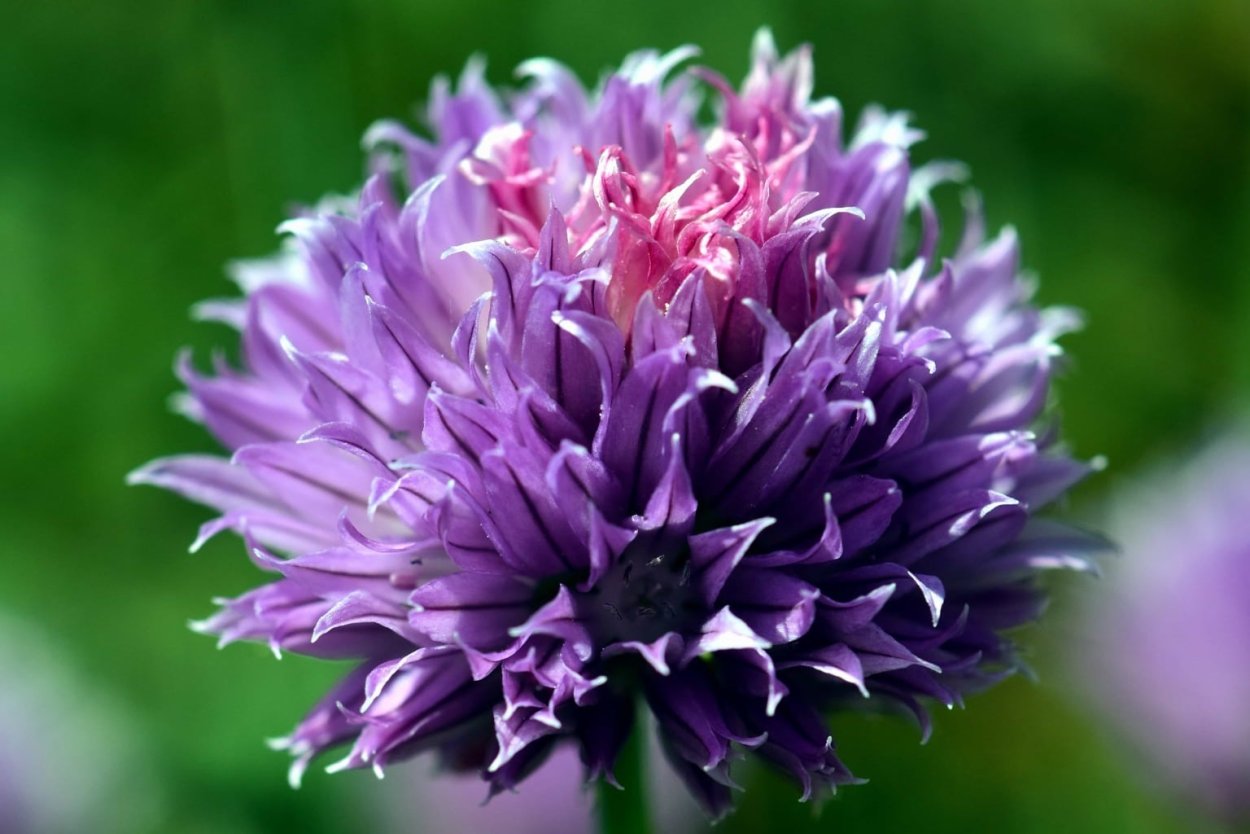 Чеснок сиреневый цветок