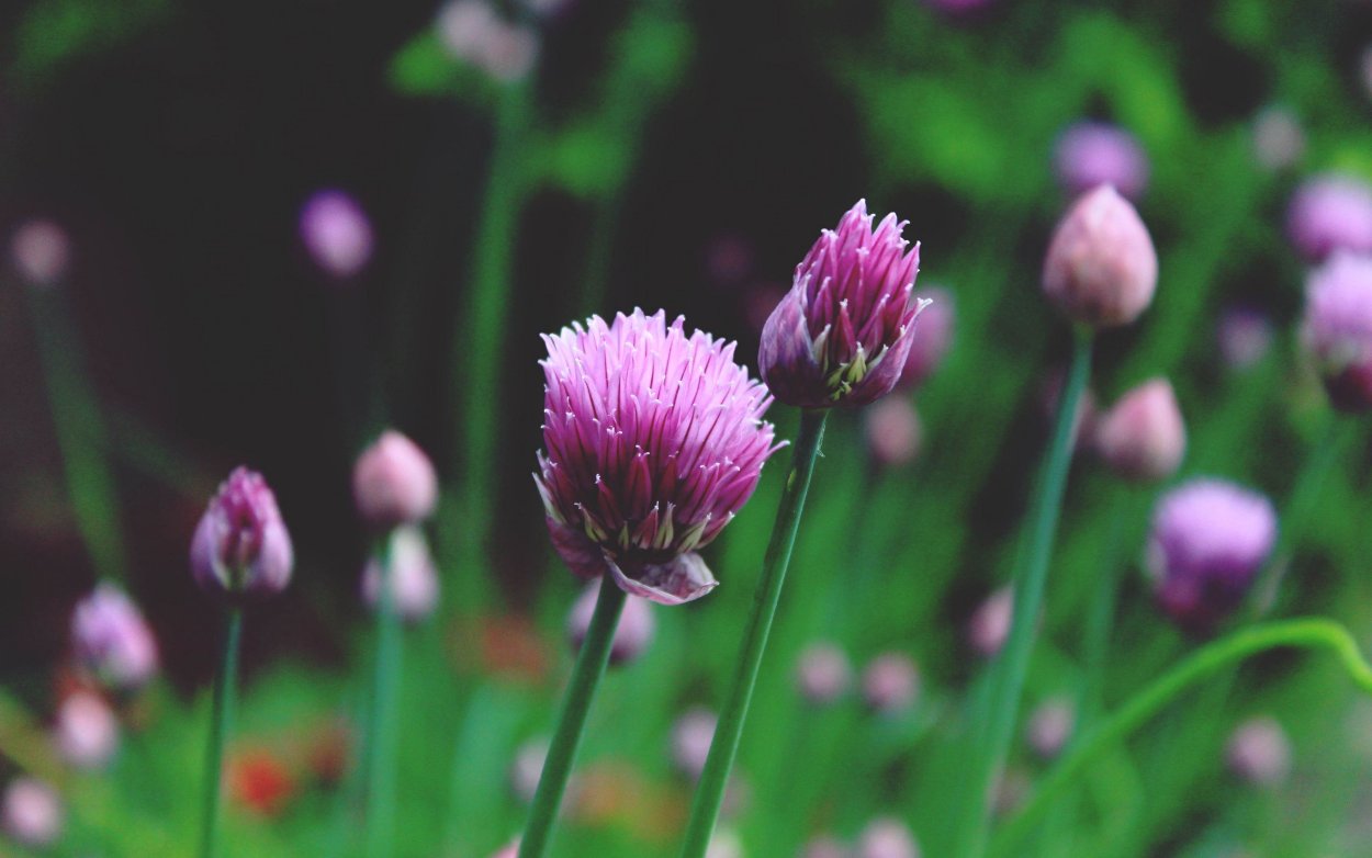 Лук скорода шнитт