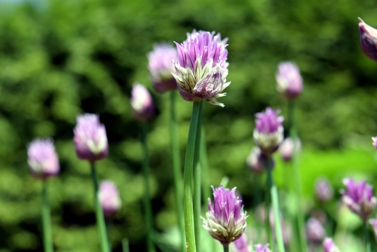 Лук фиолетовый с зеленью