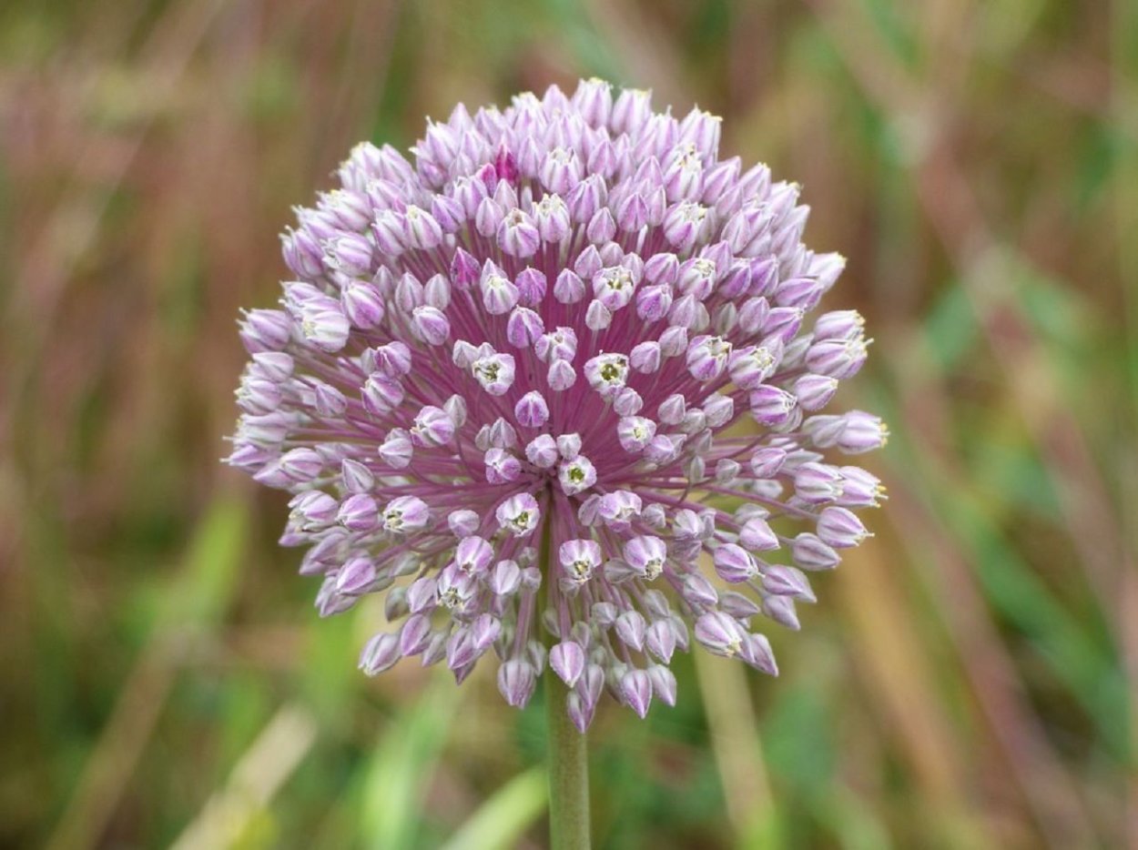 Соцветие чеснока