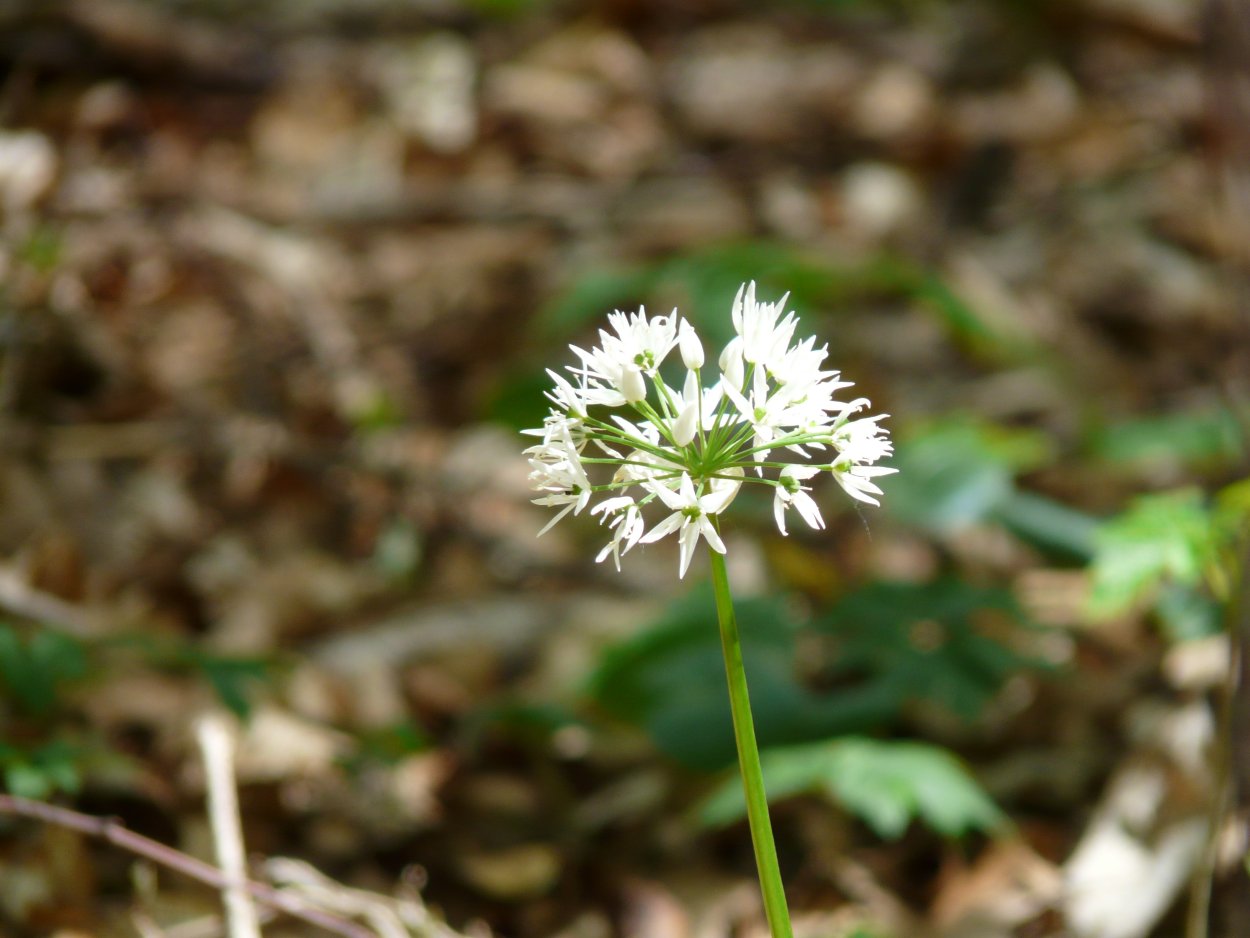 Allium ursinum