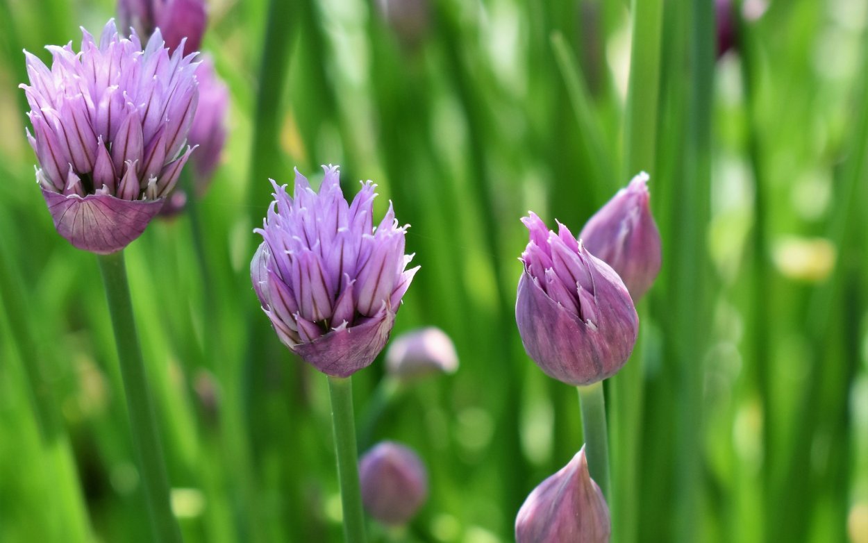 Лук батун цветок фиолетовый