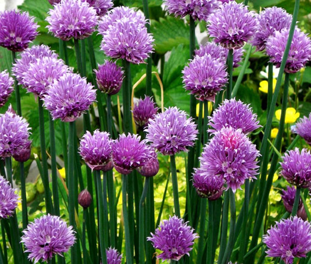 Allium schoenoprasum лук скорода