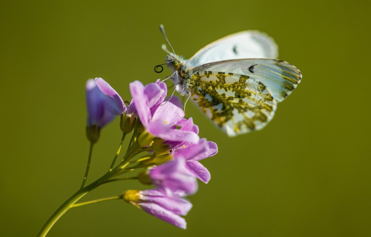Бабочка Аврора