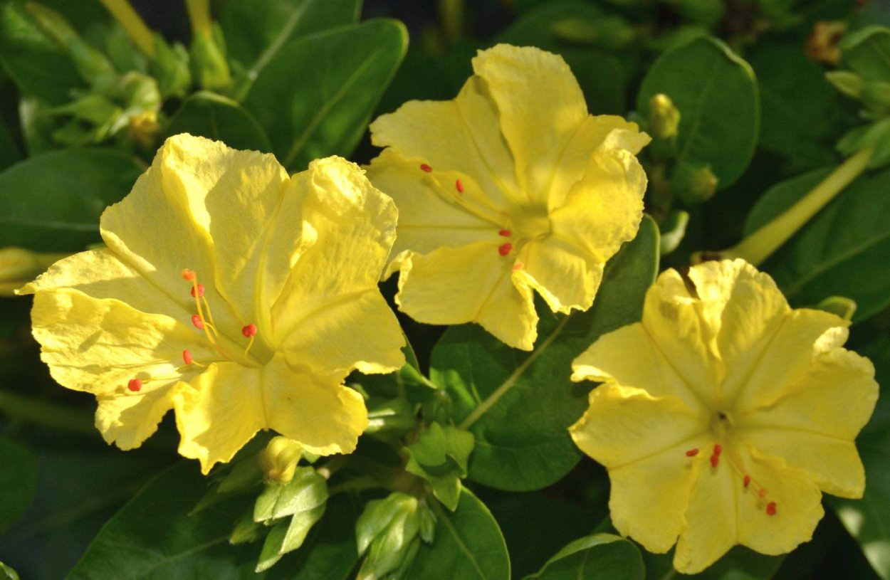 Мирабилис Матис