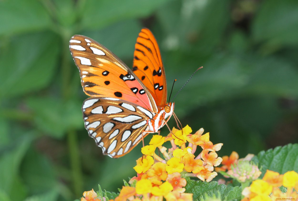 Бабочка Зорька