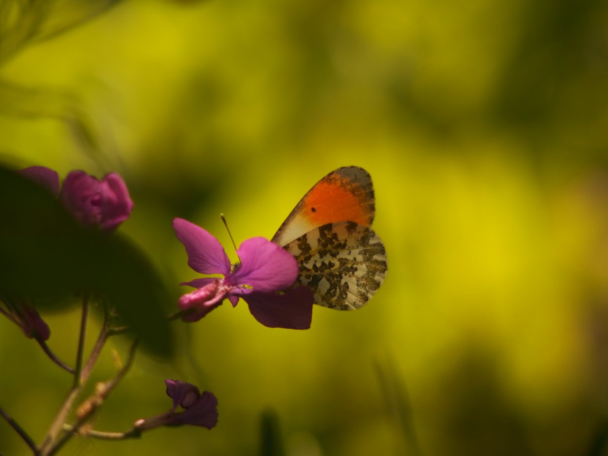 Зорька картинка для детей