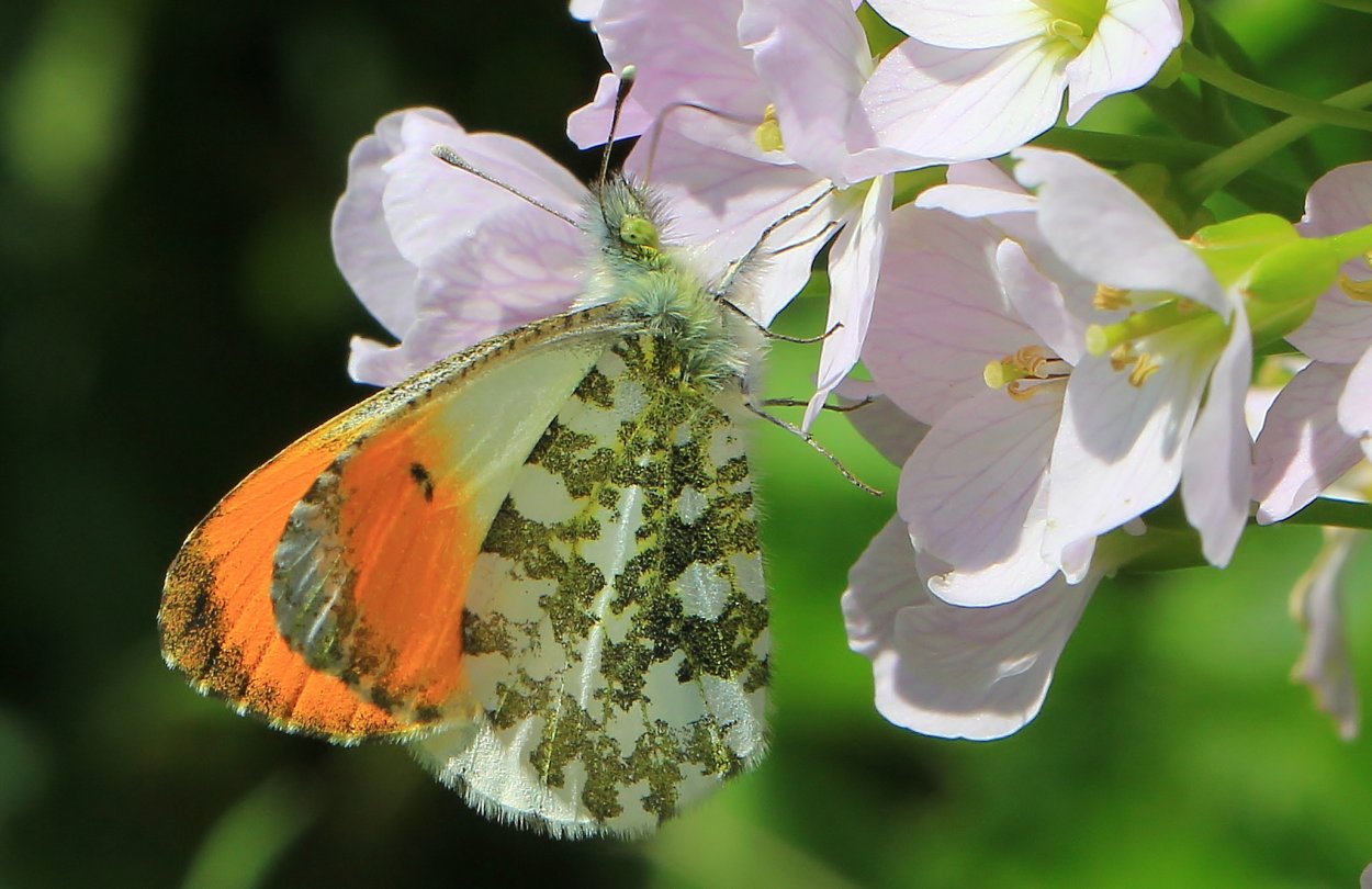 Зорька бабочка Зорька