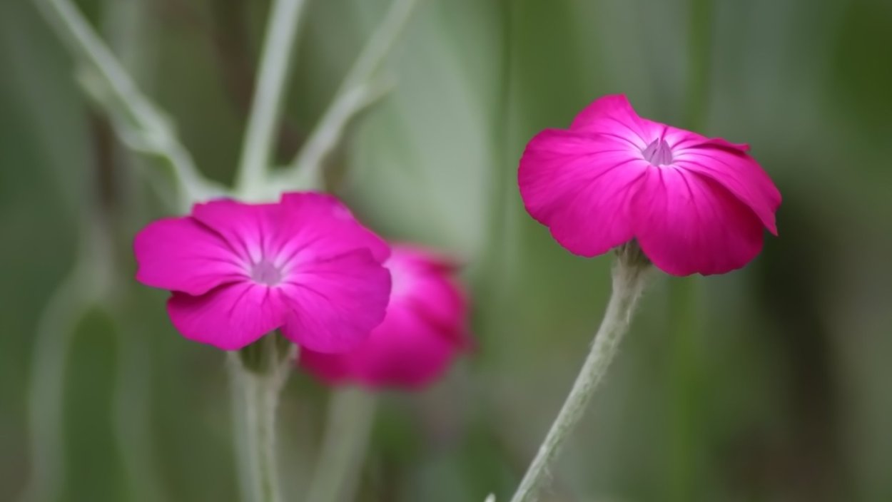 Лихнис халцедонский