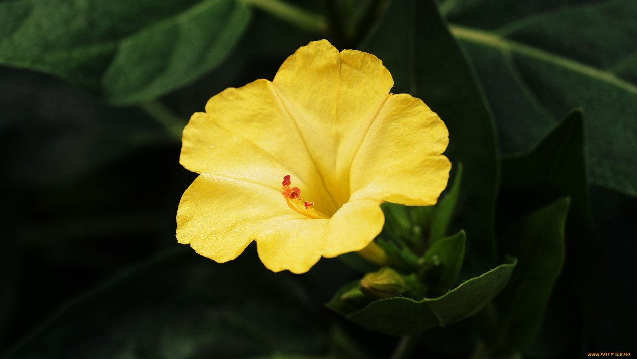 Мирабилис желтый леденец