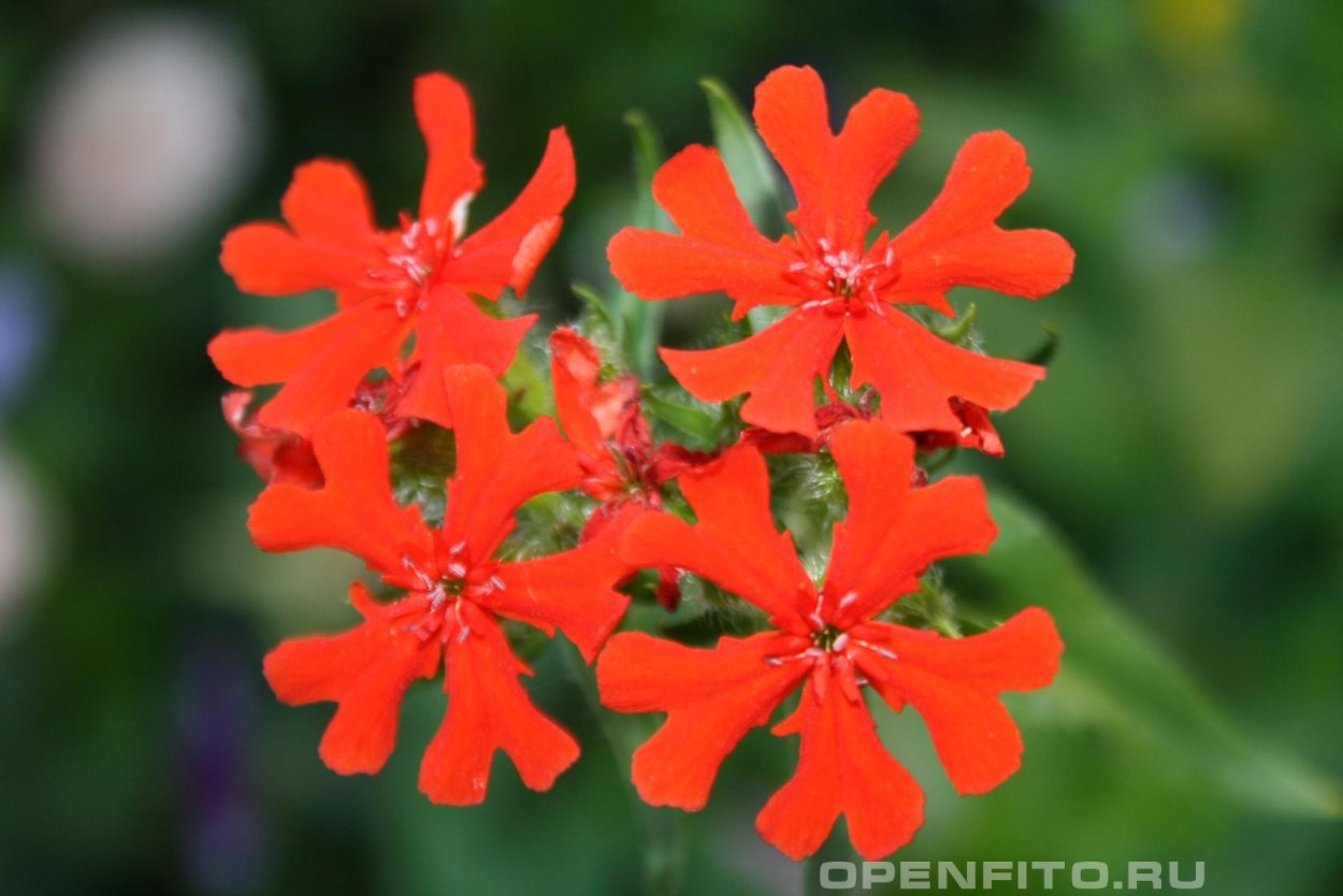 Зорька обыкновенная цветок