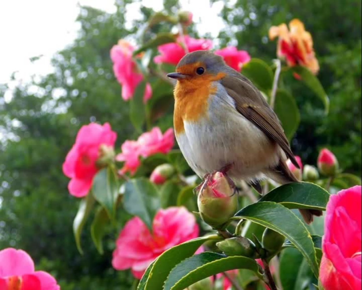 Зарянка птица расцветки