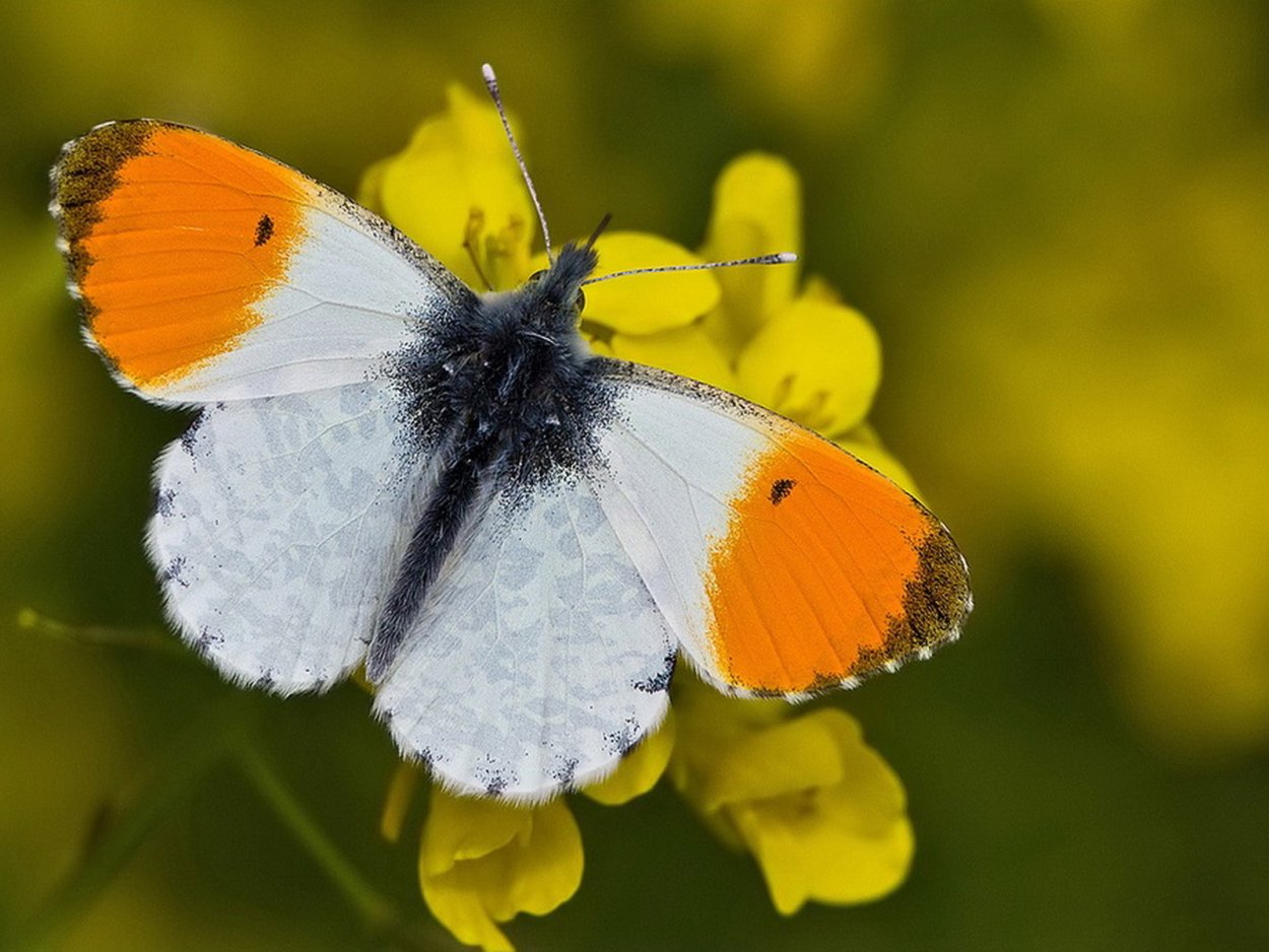 Бабочка Зорька на белом фоне
