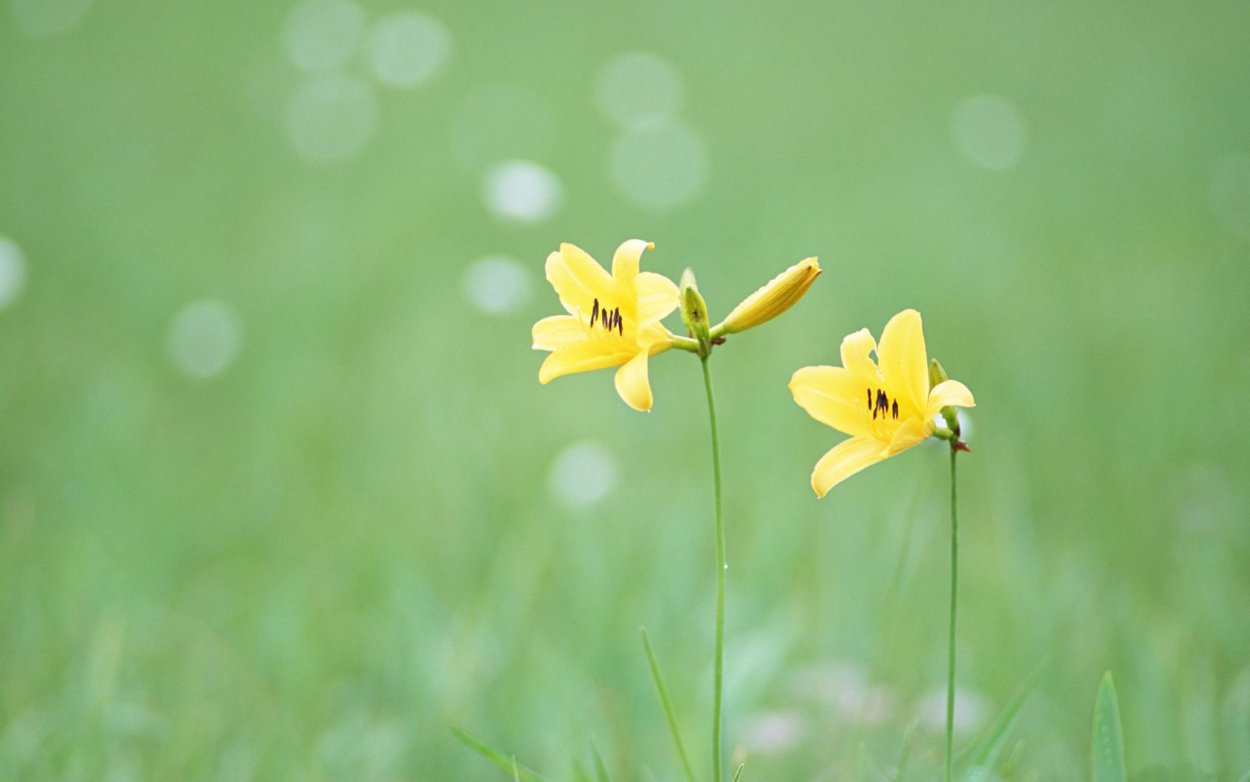 Обои на рабочий стол квадратный монитор полевые цветы