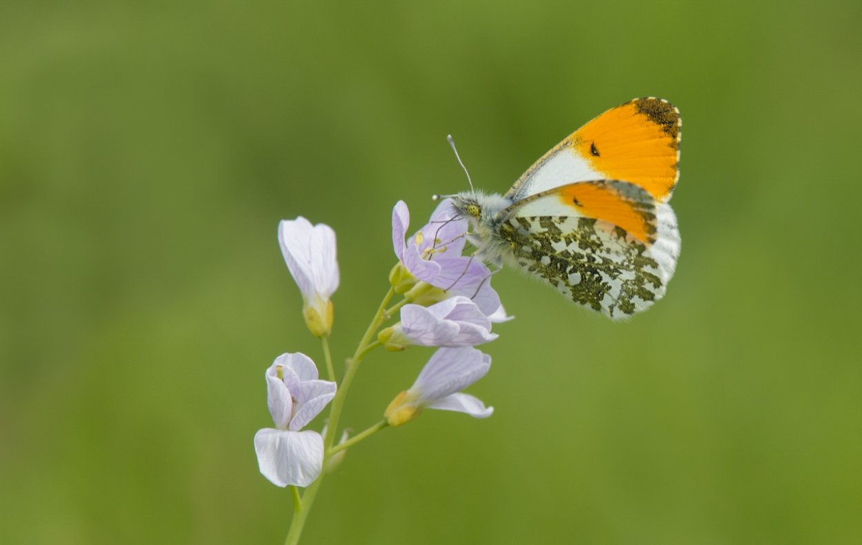 Махаон Зорька