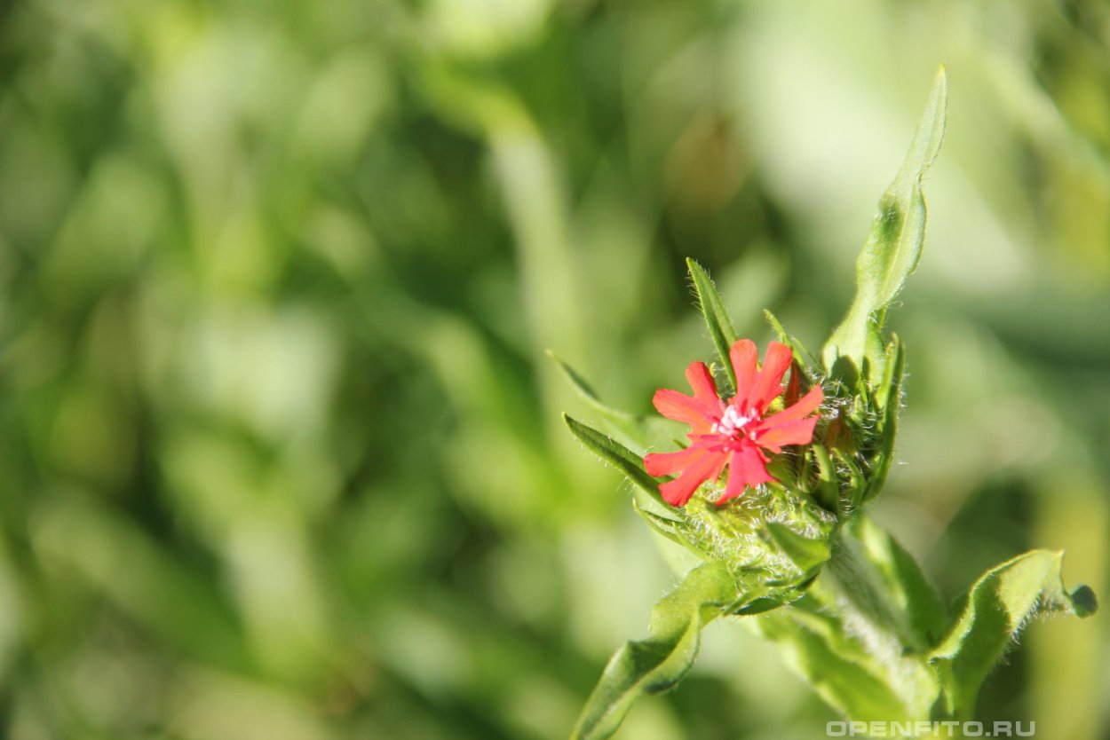 Зорька обыкновенная