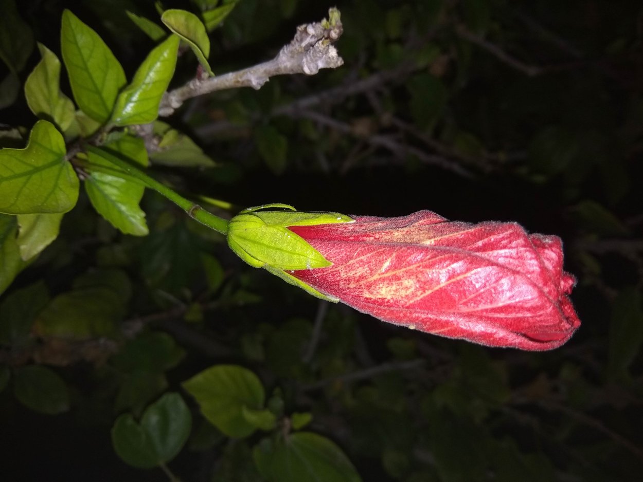 Цветок который закрывается на ночь